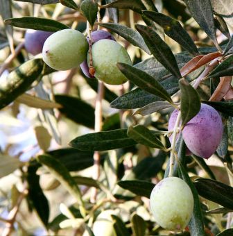 Olives from Jordan